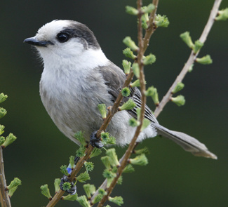 Gray Jay