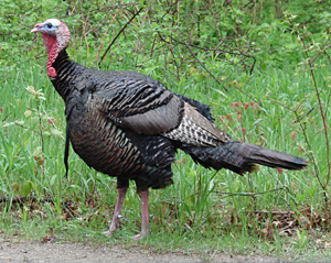 wild turkey