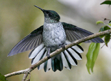 Juan Fernandez Tit-Tyrant 