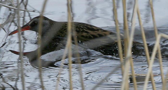 Austral Rail