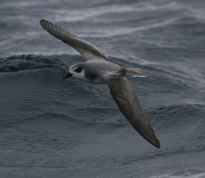 Masatierra Petrel