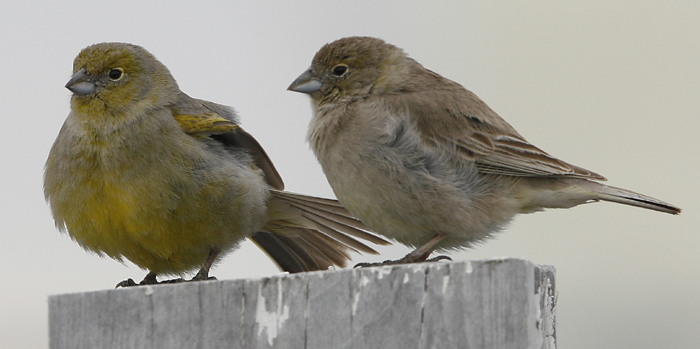 Patagonian Yellow Finches