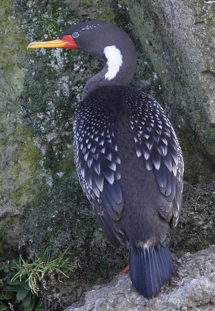 Red-legged Cormorant