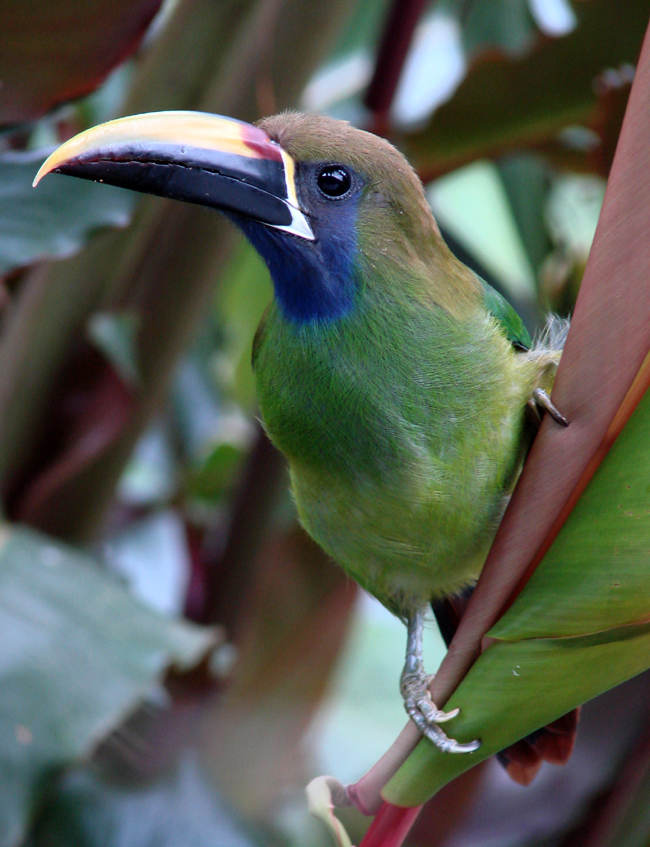 Blue-throated Toucanet