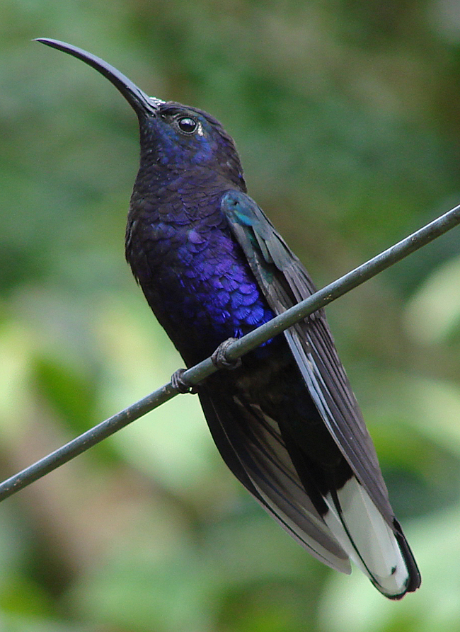 Violet Sabrewing 