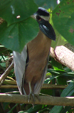 Boat-billed Heron