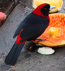 Crimson-collared Tanager