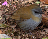 Black-billed Nightingale-Thrush