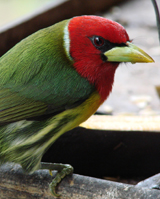 Red-headed Barbet