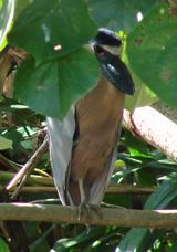 Boat-billed Heron