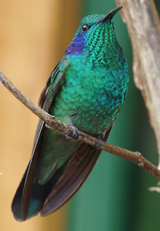 Green Violetear