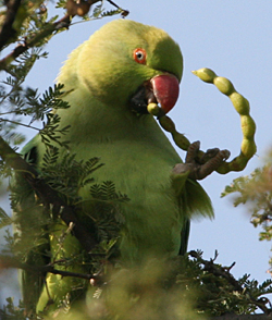 Rose-ringed Parakeet.  Photo by Peg Abbott.