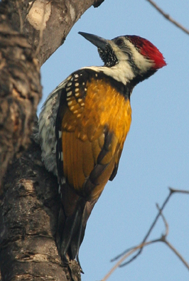 Flameback photo by Peg Abbott