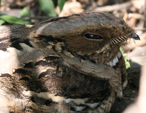 Long-tailed Nightjar.  Photo by Peg Abbott.