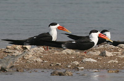 Indian Skimmers on the Chambal River. Photo by Peg Abbott.