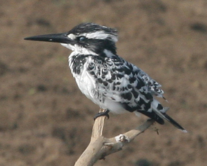 Pied Kingfisher.  Photo by Peg Abbott.