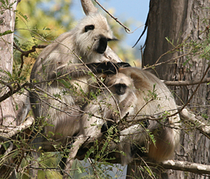 Langur 