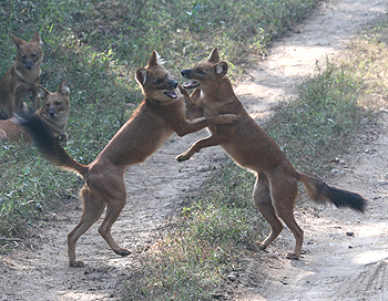 Wild Dogs at play.  Photo by Peg Abbott.