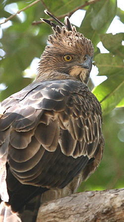 Crested Serpent Eagle. Photo by Peg Abbott.