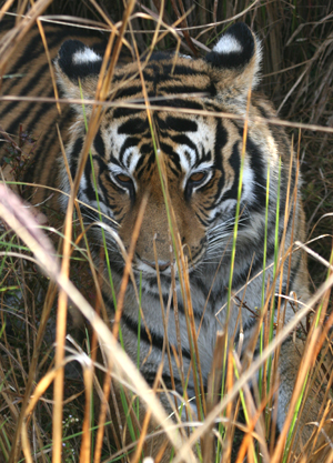 Tiger photo by Peg Abbott