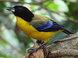 Black-chinned Mountain Tanager photo by Gina Nichol.