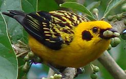 Golden Tanager