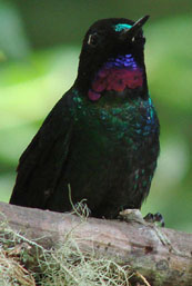 Tourmaline Sunangel by Gina Nichol.