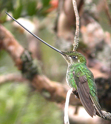 Sword-billed Hummingbird. Photo by Steve Bird.