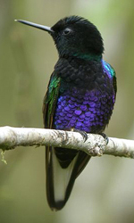 Violet-purple Coronet.  Photo by Steve Bird. 