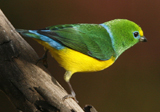 Blue-naped Chlorophonia