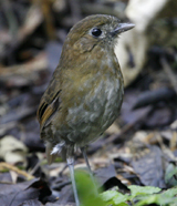 Brown-banded Antpitta 