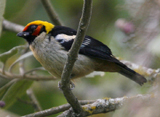 Flame-faced Tanager