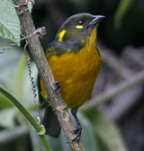 Lacrimose Mountain Tanager