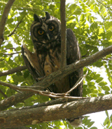 Stygian Owl