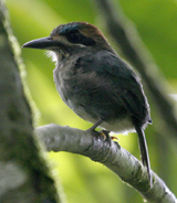 Tody Motmot