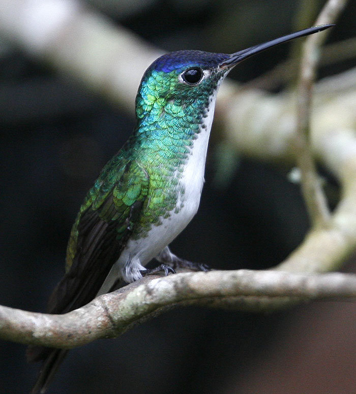 Andean Emerald