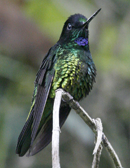 Dusky Starfrontlet. Photo by Steve Bird.