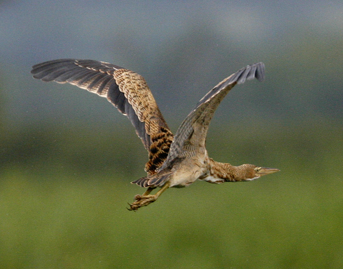 Pinnated Bittern