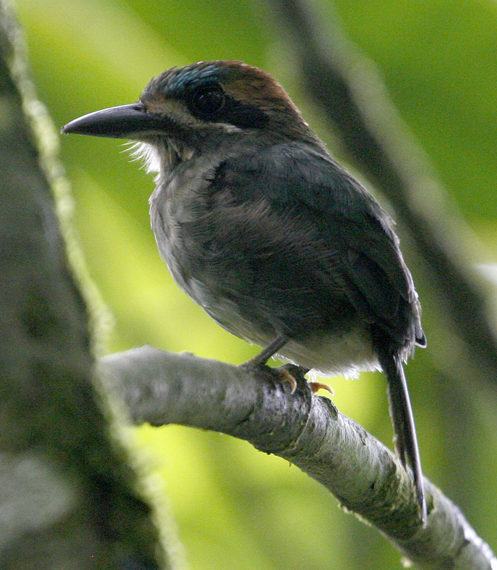 Tody Motmot 