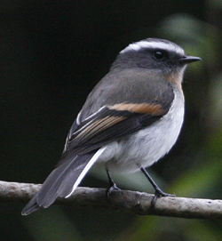 Rufous-breasted Chat Tyrant 