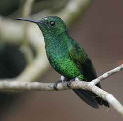 Steely-vented Hummingbird.