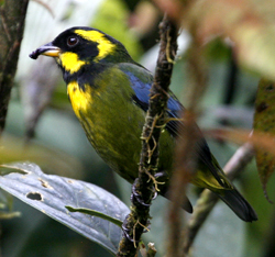 Gold-ringed Tanager