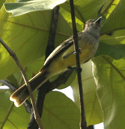 Apical Flycatcher