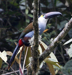 Black-billed Mountain Toucan.