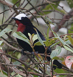 White-capped Tanagers