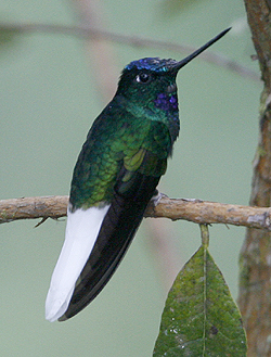 White-tailed Starfrontlet