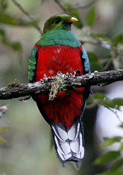 White-tipped Quetzal.