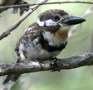 Russet-throated Puffbird.  Photo by Steve Bird.