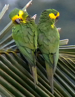 Yellow-eared Parrot. An endangered Colombian endemic. Photo by Steve Bird.