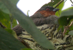 Chestnut-crested Cotinga on a nest.  Photo by Steve Bird.